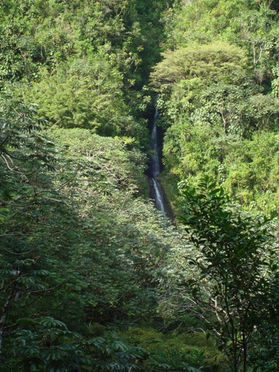 A hidden waterfall in a forest on O'ahu. 